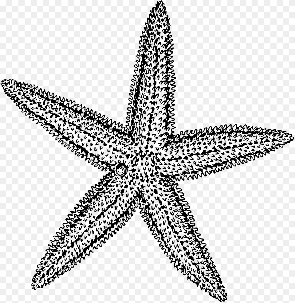 Sea Star Vector Freeuse Starfish Clipart Black And White, Gray Free Transparent Png