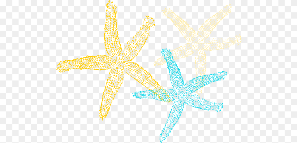Sea Star Vector Starfish, Animal, Sea Life, Invertebrate Free Png