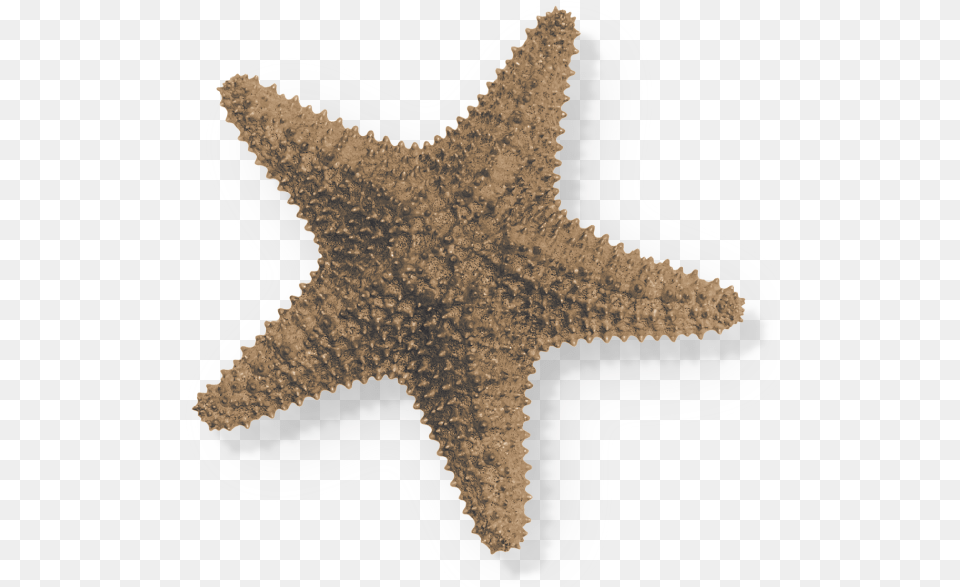 Sea Starlr Luisa Rosas Starfish, Animal, Sea Life, Invertebrate, Smoke Pipe Png