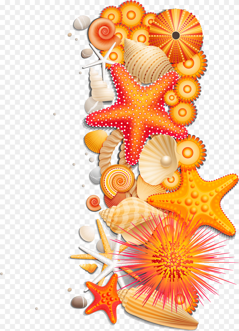 Sea Stars Shells, Animal, Sea Life, Invertebrate, Seashell Free Png