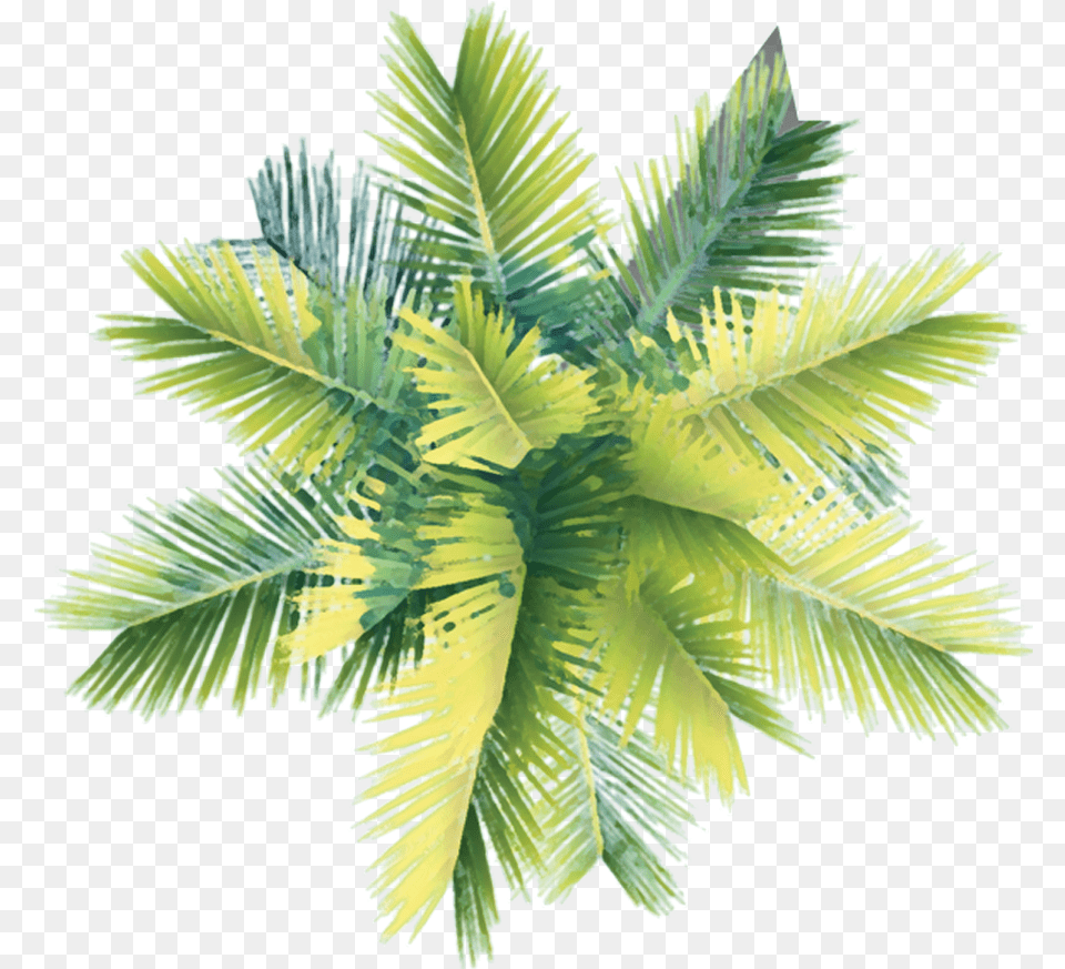 Sea Trees Architecture Coconut Tree Top View, Leaf, Plant, Fern, Palm Tree Png Image