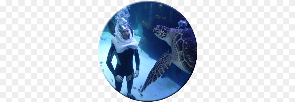 Sea Trek Bubbles Attract Turtle Underwater, Water, Aquatic, Outdoors, Nature Png Image