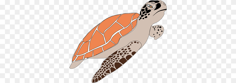 Sea Turtle Animal, Reptile, Sea Life, Sea Turtle Png