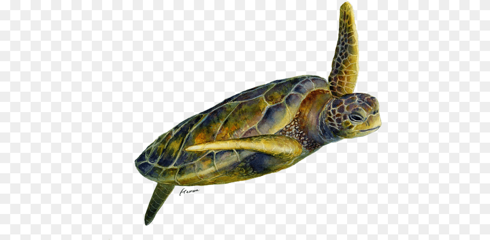 Sea Turtle 2 Solid Background Iphone X Case Sea Turtle 2, Animal, Reptile, Sea Life, Sea Turtle Png