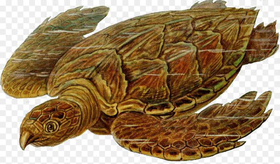 Sea Turtle, Animal, Reptile, Sea Life, Sea Turtle Free Png