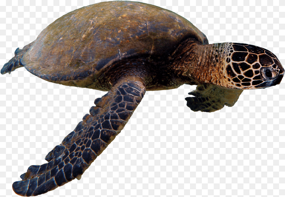Sea Turtle, Animal, Reptile, Sea Life, Sea Turtle Free Transparent Png