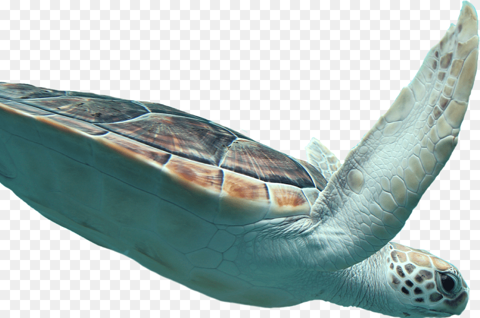 Sea Turtle, Animal, Reptile, Sea Life, Sea Turtle Png Image