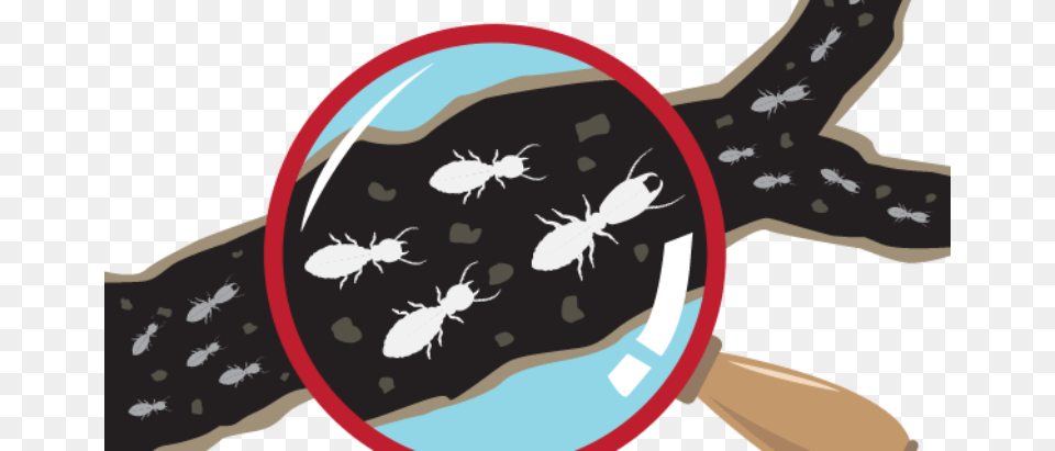 Sea Turtle, Animal Png