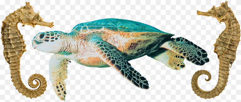 Sea Turtle, Animal, Reptile, Sea Life Free Png