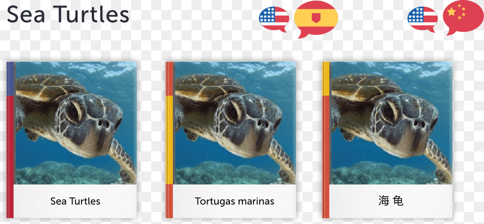 Sea Turtle, Animal, Reptile, Sea Life, Sea Turtle Png Image