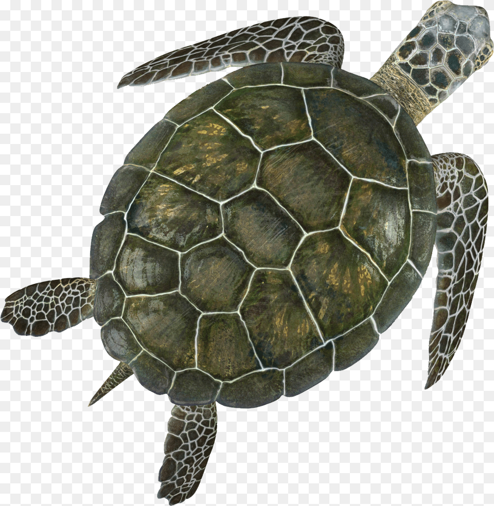 Sea Turtle Background, Animal, Reptile, Sea Life, Tortoise Png