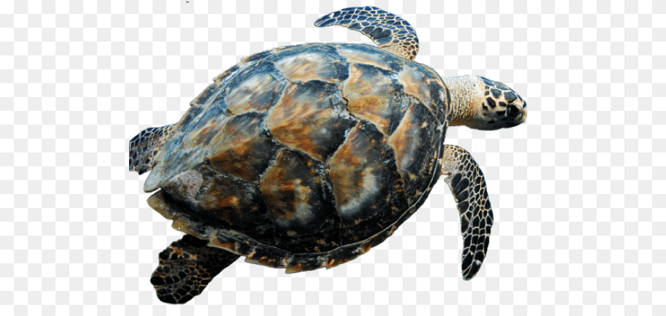 Sea Turtle Blank Background, Animal, Reptile, Sea Life, Sea Turtle Free Transparent Png