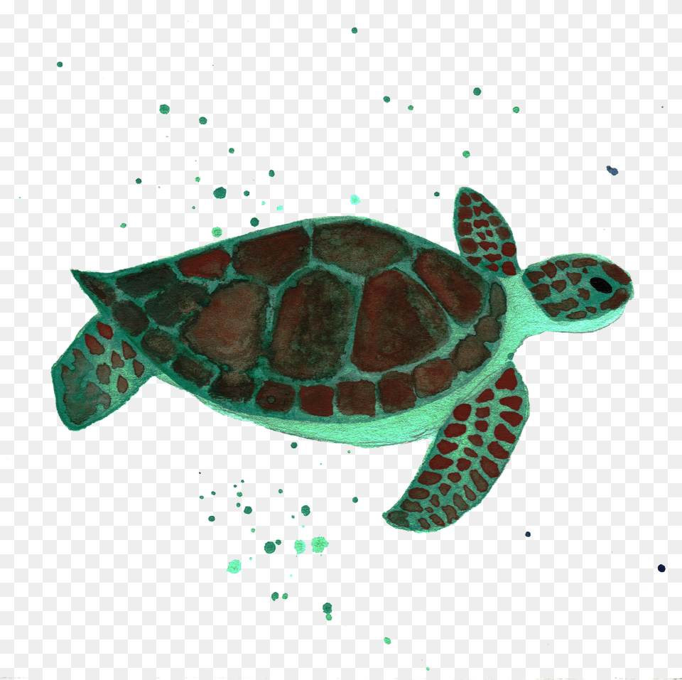 Sea Turtle By Chrystal Elizabeth Sea Turtle Free Png Download