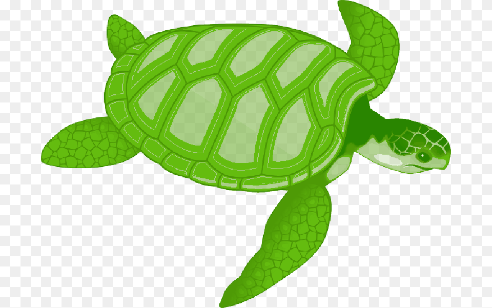 Sea Turtle Clip Art Sea Turtle Clipart, Animal, Reptile, Sea Life, Tortoise Png