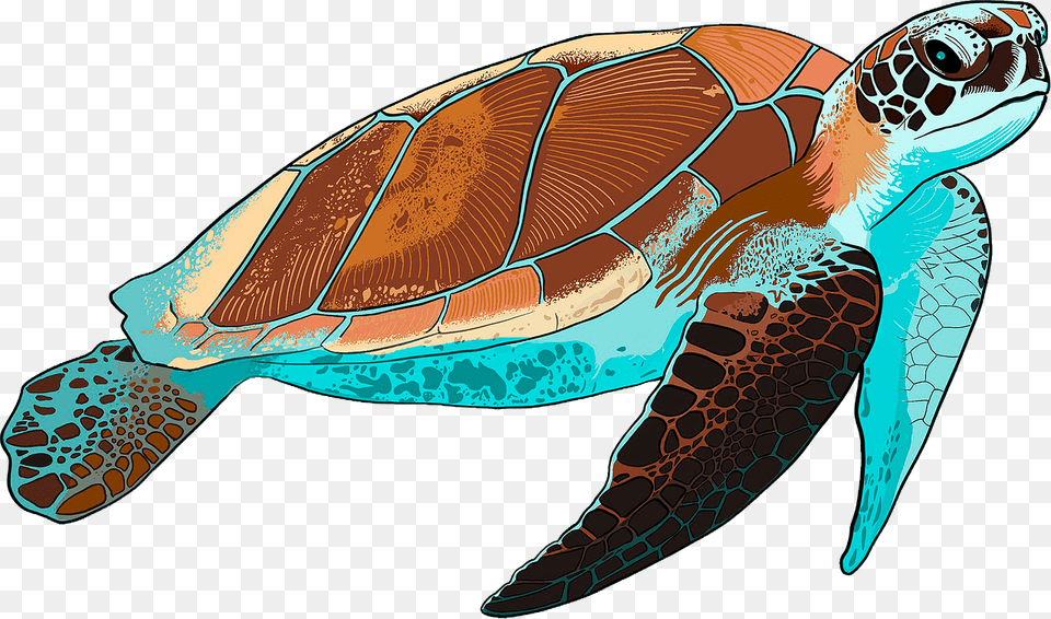 Sea Turtle Clipart, Animal, Reptile, Sea Life, Sea Turtle Png Image