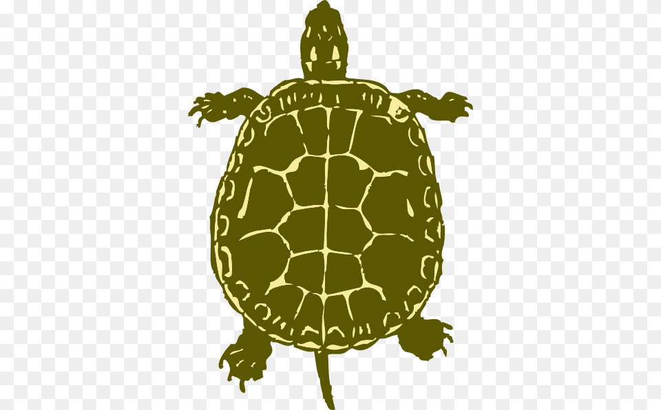 Sea Turtle Clipart Box Turtle Turtle From Birds Eye View, Sea Life, Reptile, Animal, Tortoise Free Png