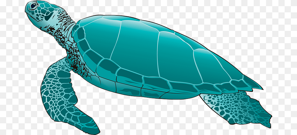 Sea Turtle Clipart Green Sea Turtle, Animal, Reptile, Sea Life, Sea Turtle Png