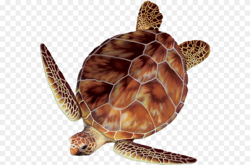 Sea Turtle Clipart Turtle Egg Sea Turtle Top View, Animal, Reptile, Sea Life, Sea Turtle Png Image