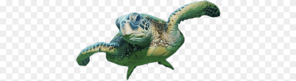 Sea Turtle Front View, Animal, Reptile, Sea Life, Sea Turtle Free Png Download