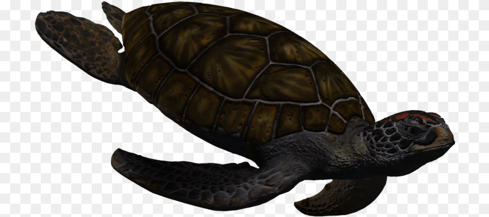 Sea Turtle Gif Transparent Background, Animal, Reptile, Sea Life, Sea Turtle Png