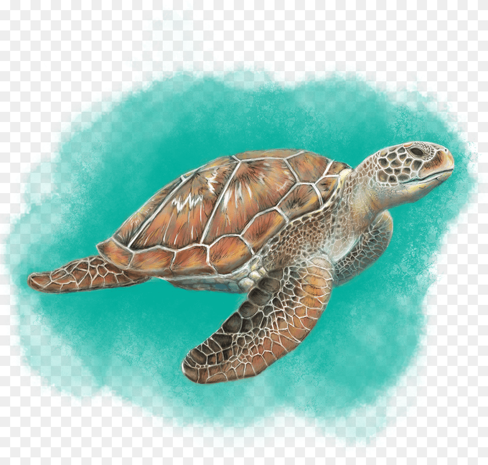 Sea Turtle Hawksbill Sea Turtle, Animal, Reptile, Sea Life, Sea Turtle Png Image