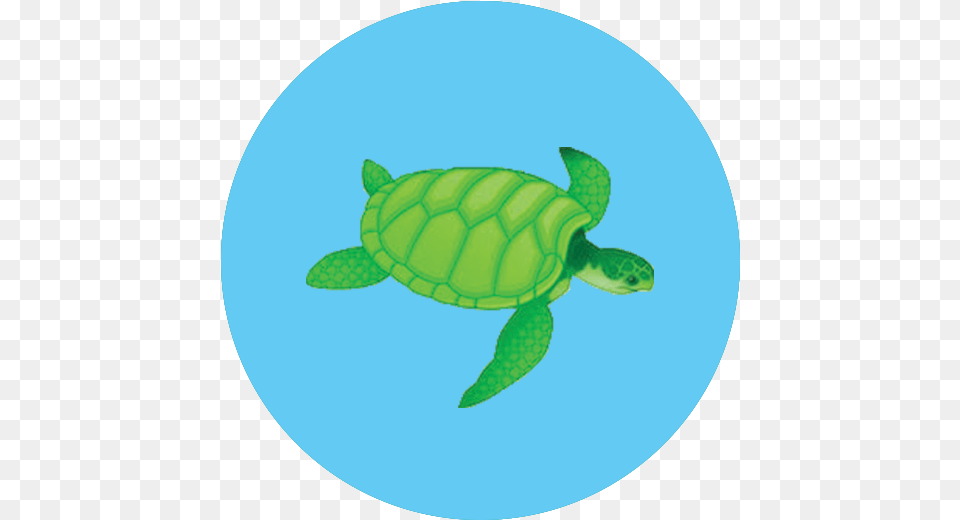 Sea Turtle Icon Green Sea Turtle, Animal, Reptile, Sea Life, Sea Turtle Png Image