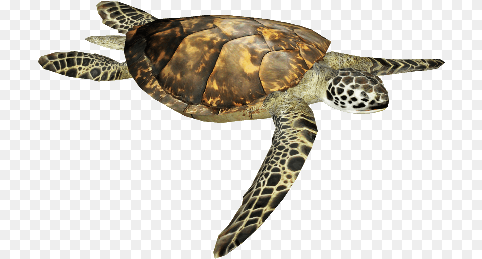 Sea Turtle Image Hawksbill Sea Turtle, Animal, Reptile, Sea Life, Sea Turtle Png