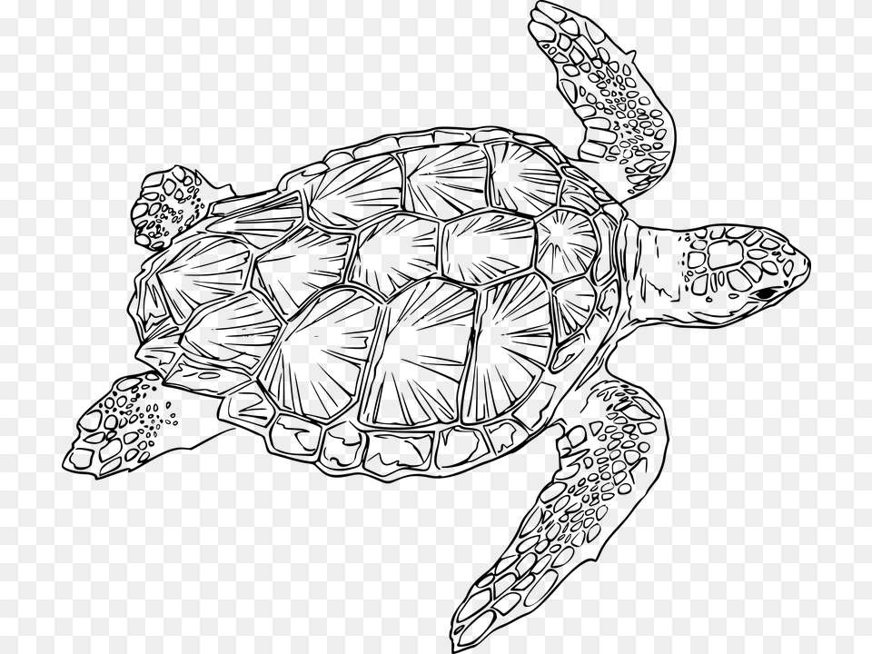 Sea Turtle Line Art, Gray Free Png