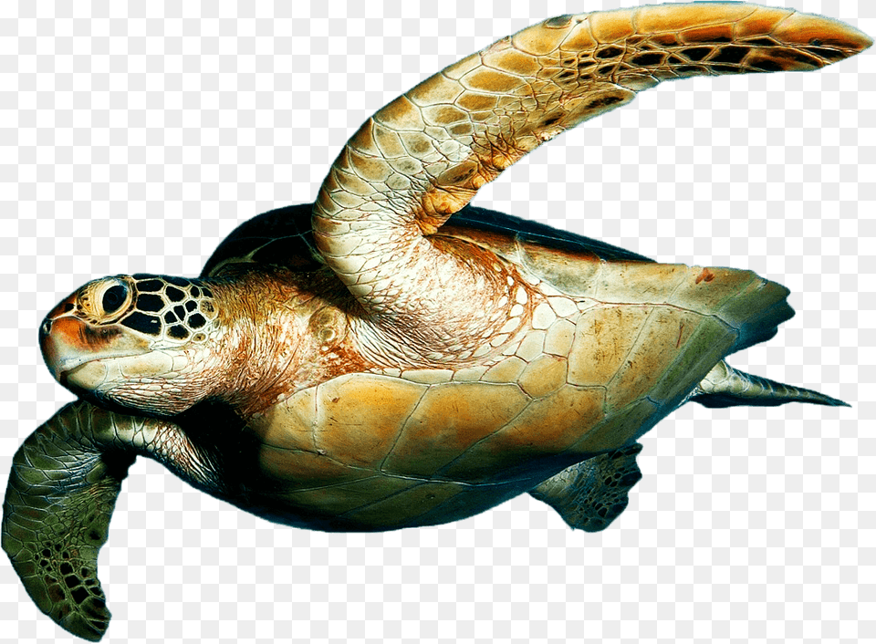 Sea Turtle On Background, Animal, Reptile, Sea Life, Sea Turtle Free Transparent Png