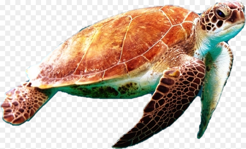 Sea Turtle Photo Sea Turtle Transparent Background, Animal, Reptile, Sea Life, Sea Turtle Free Png