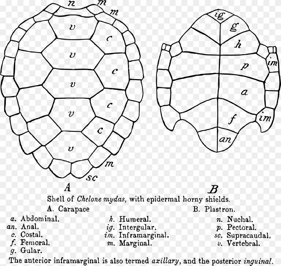 Sea Turtle Shell Structure, Gray Free Png