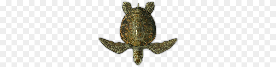 Sea Turtle Top View, Animal, Reptile, Sea Life, Sea Turtle Free Transparent Png