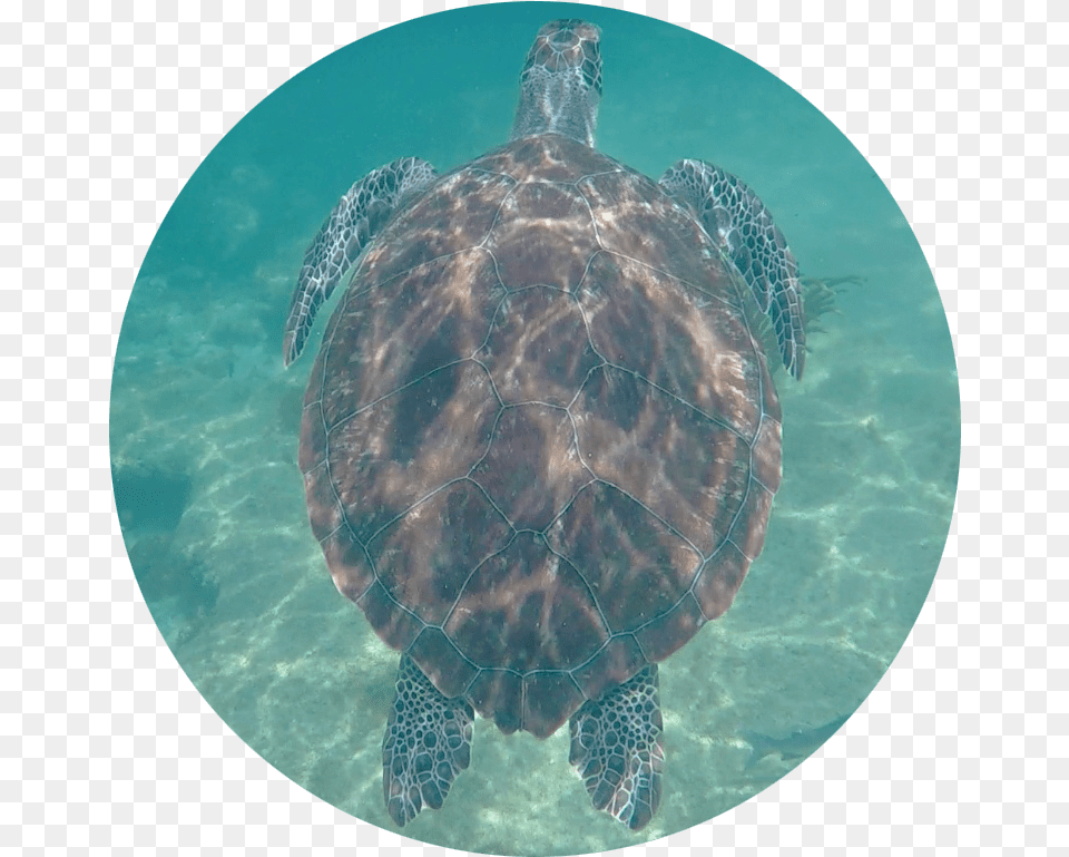 Sea Turtle Tote Bag Ridley Sea Turtle, Animal, Reptile, Sea Life, Sea Turtle Png