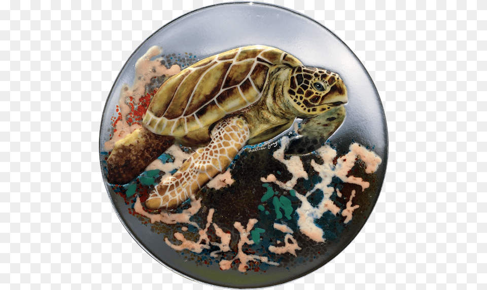 Sea Turtle With Coral In Browns Kemp39s Ridley Sea Turtle, Animal, Reptile, Sea Life, Sea Turtle Free Transparent Png