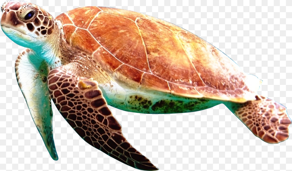 Sea Turtle With No Background, Animal, Reptile, Sea Life, Sea Turtle Free Png Download