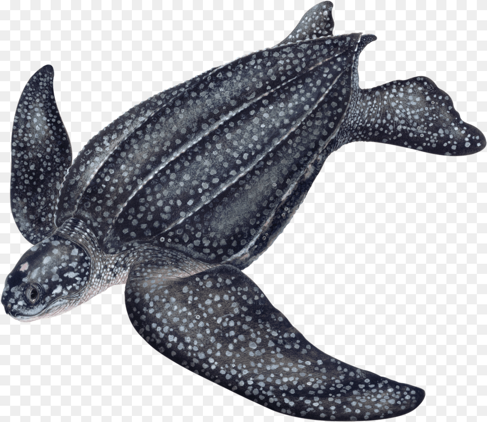 Sea Turtles Leatherback, Animal, Reptile, Sea Life, Sea Turtle Png Image