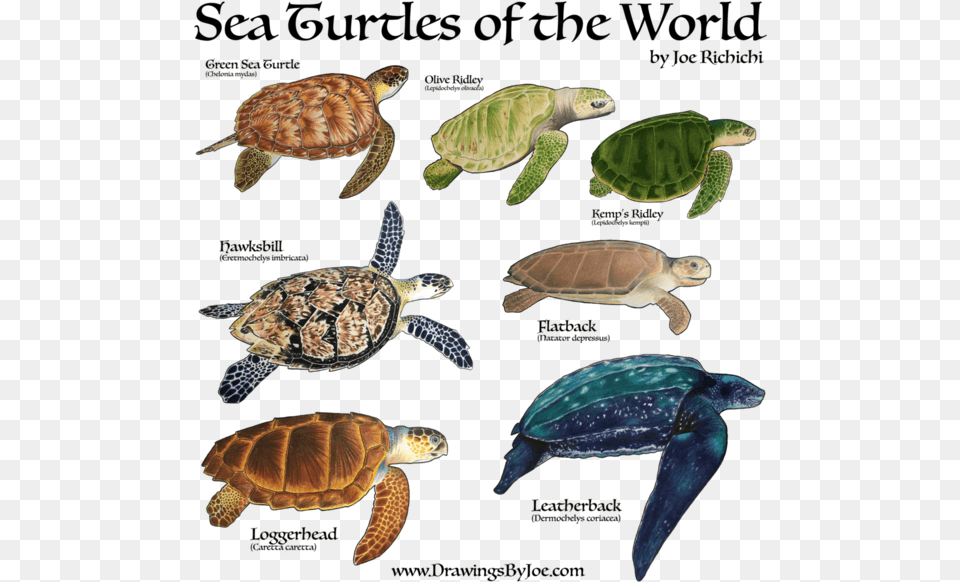 Sea Turtles Of The World Sweatshirt Sea Turtles 7 Species, Animal, Reptile, Sea Life, Sea Turtle Free Png