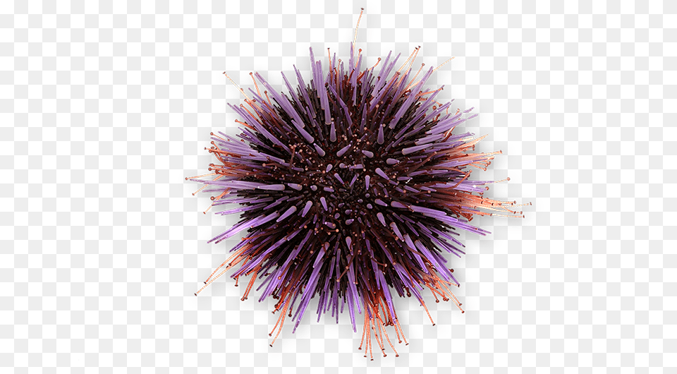 Sea Urchin, Animal, Sea Life, Invertebrate, Plant Free Transparent Png