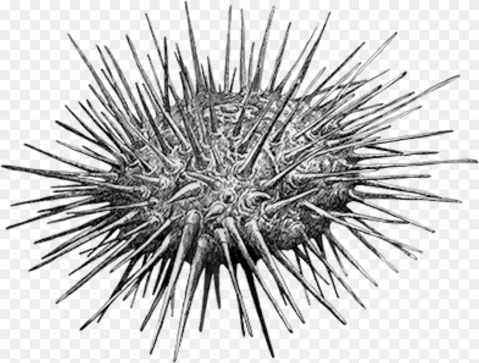 Sea Urchin, Plant, Animal, Sea Life, Invertebrate Png Image