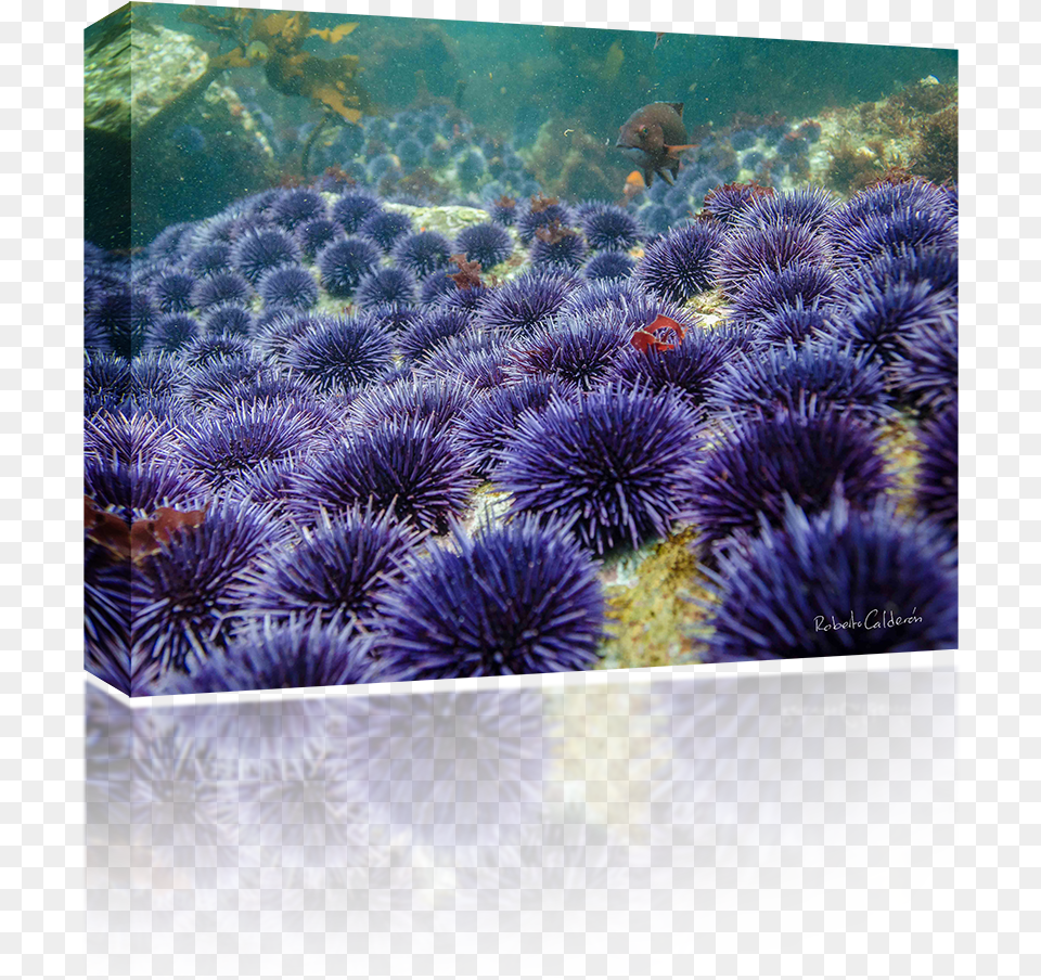 Sea Urchin, Animal, Sea Life, Reef, Water Png Image