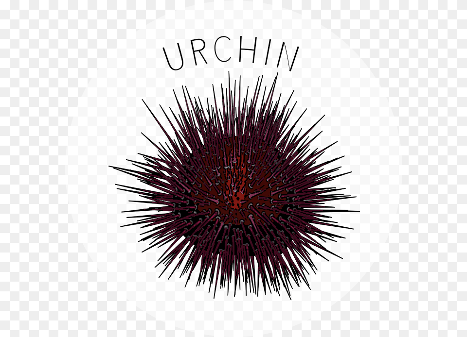 Sea Urchin, Animal, Sea Life, Invertebrate Free Transparent Png