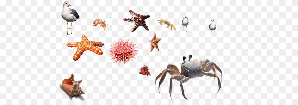 Sea Urchin Animal, Bird, Sea Life, Insect Free Png Download