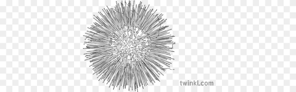 Sea Urchin Animals Ocean Ks2 Black And White Illustration Dot, Fireworks, Chandelier, Lamp Free Png