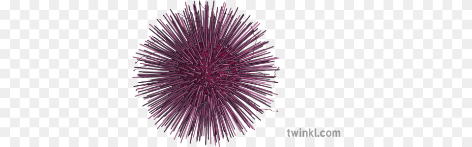 Sea Urchin Animals Ocean Ks2 Sea Urchin, Flower, Plant, Fireworks, Purple Free Transparent Png