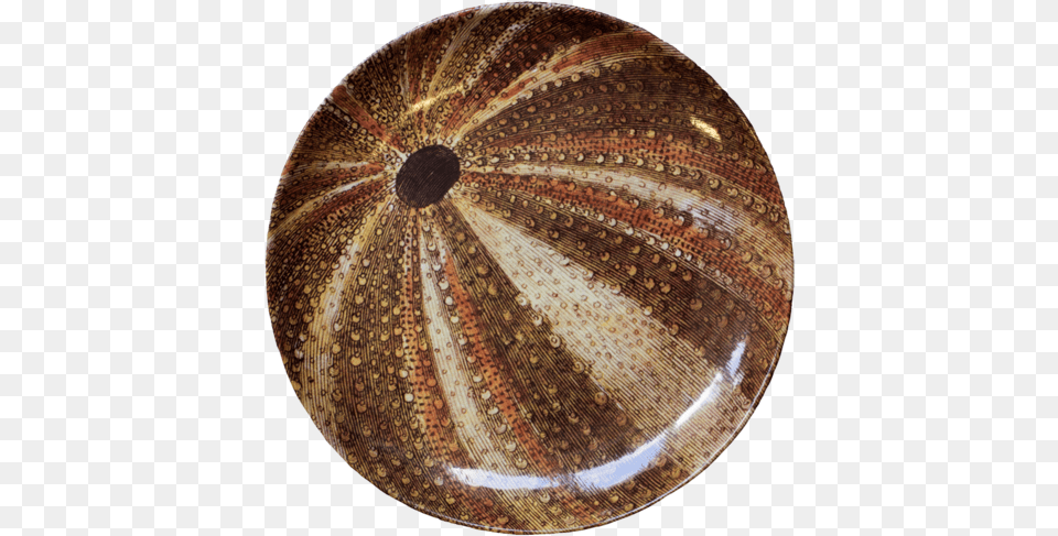 Sea Urchin Dinner Plate Sea Urchin, Pottery, Food, Meal, Dish Free Png