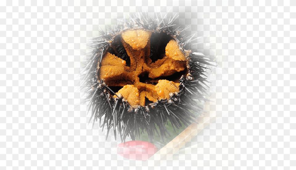 Sea Urchin Download Sea Urchin, Animal, Sea Life, Invertebrate, Plant Png