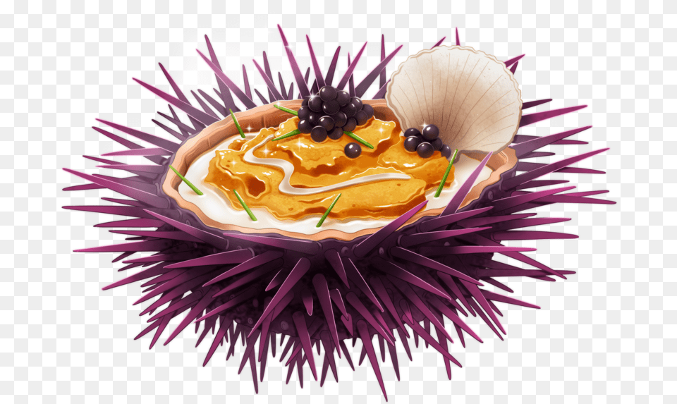 Sea Urchin Honeybee, Animal, Sea Life, Food, Food Presentation Free Png