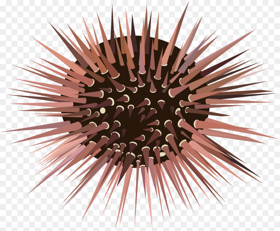Sea Urchin Sea Urchin Clipart, Fireworks, Animal, Chandelier, Lamp Png Image