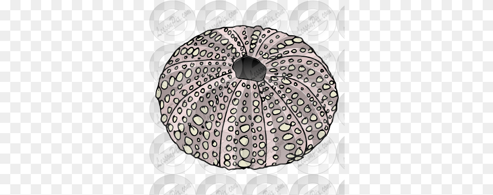 Sea Urchin Shell Lovely, Cushion, Home Decor, Sphere Png Image
