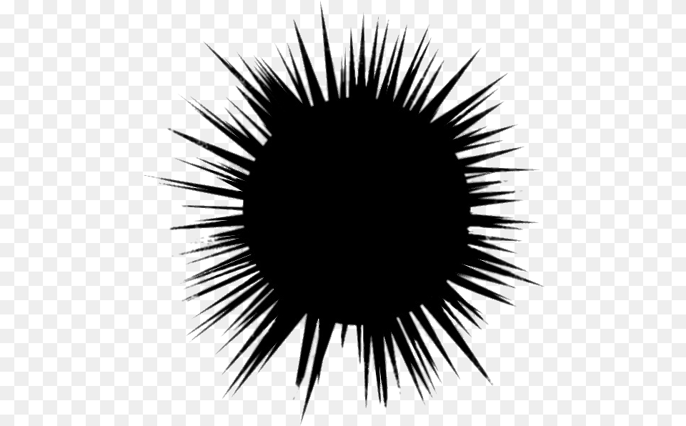 Sea Urchin Vector, Fireworks, Silhouette, Nature, Night Free Transparent Png